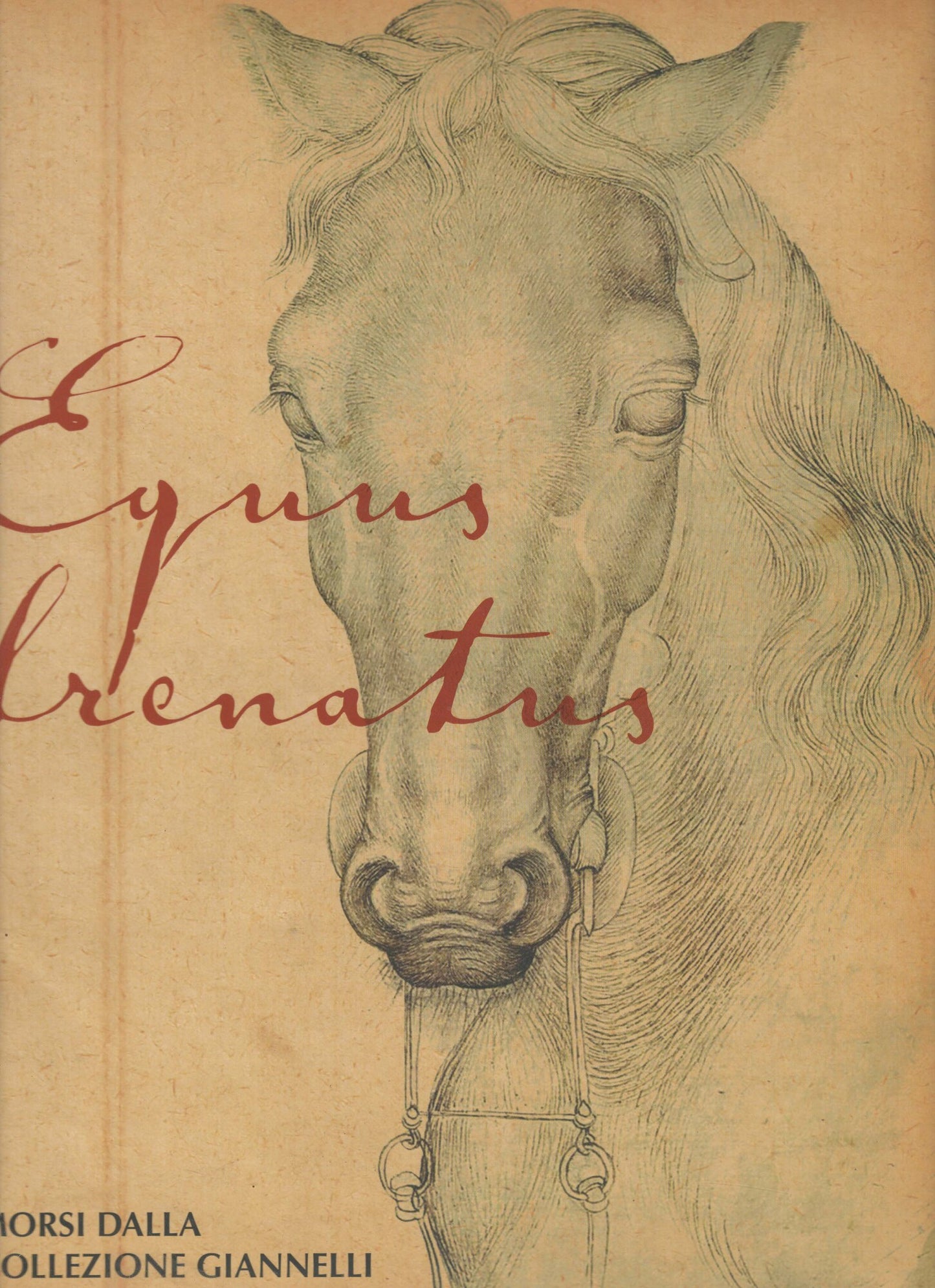 Equus frenatus. Morsi della Collezione Giannelli